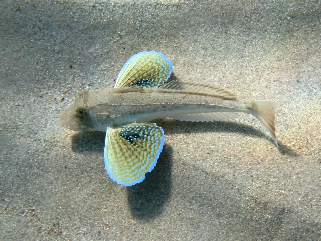 juvenile Chelidonichthys lucerna